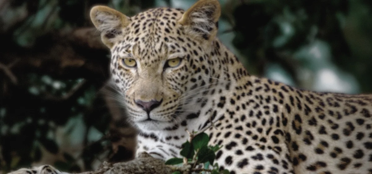 Cena de leopardo em material oficial da LG para a OLED evo C5, usada para ilustrar contraste e detalhes em áreas escuras